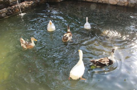 Téléchargez les photos : Oiseaux colorés canards nagent dans le lac - en image libre de droit