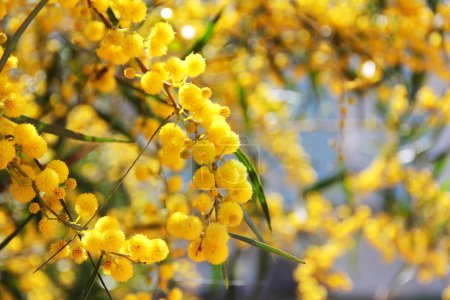 small round flowers of natural yellow mimosa on branches against a background of green leaves