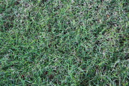 Téléchargez les photos : Pelouse verte gazon sur une pelouse d'été gros plan - en image libre de droit