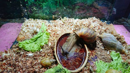 Achatina fulica trinkt Wasser aus Schüssel im Aquarium