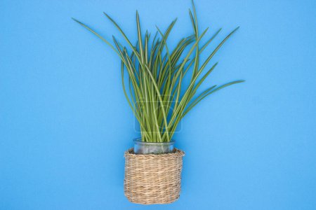 Eine Topfspinnenpflanze mit bunten Blättern in einem geflochtenen Korb vor blauem Hintergrund.