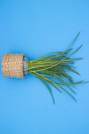 A potted spider plant with variegated leaves in a woven basket against a blue background.