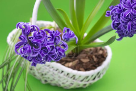 Esta imagen muestra la sorprendente belleza de un jacinto púrpura en plena floración, enclavado en una cesta tejida blanca. Los pétalos violetas profundos contrastan dramáticamente con el exuberante fondo verde, enfatizando los tonos vibrantes de la flor y las delicadas curvas. El 