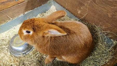 Ein kastanienbraunes Kaninchen sitzt wachsam auf Strohbetten neben einer Metallschale und verkörpert gemütlichen, rustikalen Charme.