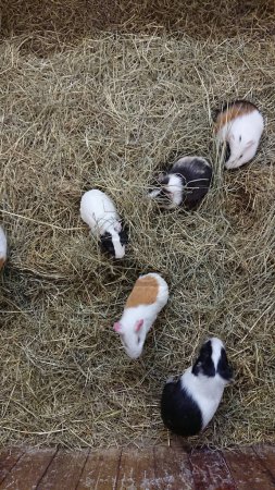 Several guinea pigs with varied markings frolic in their hay-filled wooden pen.