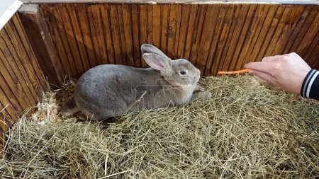 A serene grey rabbit with soft fur rests peacefully in its straw-filled wooden hutch.