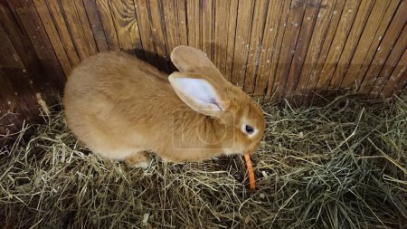 A brown rabbit with soft fur contently nibbles on a carrot amidst the straw of its wooden enclosure.