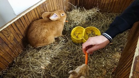 A human hand feeds fresh carrots to two attentive rabbits in a straw-filled hutch.
