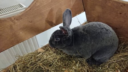 A curious grey rabbit with soft fur peers over straw in its wooden enclosure.