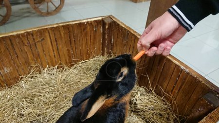 An attentive black rabbit with tan markings accepts a carrot from a human hand.