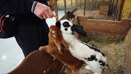 Zwei liebevolle Kaninchen, eines kariert und eines braun, erhalten von einer menschlichen Hand in ihrem Stall eine Möhre.