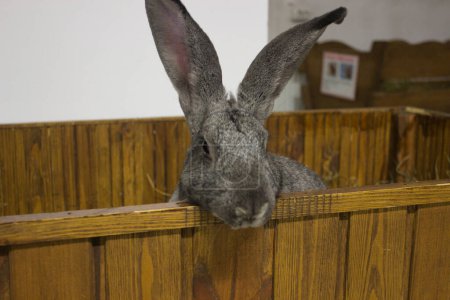 Ein ruhiges graues Kaninchen mit großen, aufmerksamen Ohren und weichem Fell schmiegt sich in sein strohgefülltes Gehege und verkörpert Friedfertigkeit und die einfache Lebensfreude..