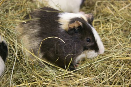 Close-up of a tricolor guinea pig comfortably lying in a bed of hay, with a soft gaze and relaxed posture.