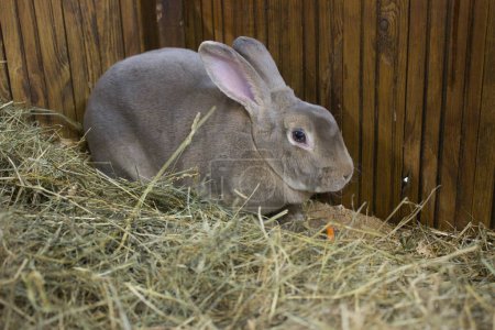 A sizable grey rabbit attentively listens, nestled in hay within a warm wooden stall, with a nibbled carrot nearby.