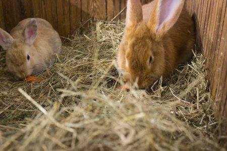 A pair of rabbits, one with a gaze fixed on a carrot piece, share a space in a straw-laden wooden pen, exuding curiosity and alertness.