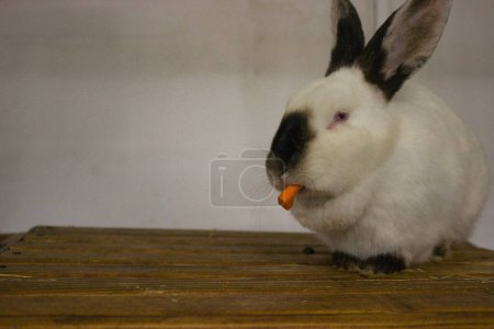 A white rabbit with unique black markings nibbles on a carrot piece while perched on a wooden surface, against a plain background.