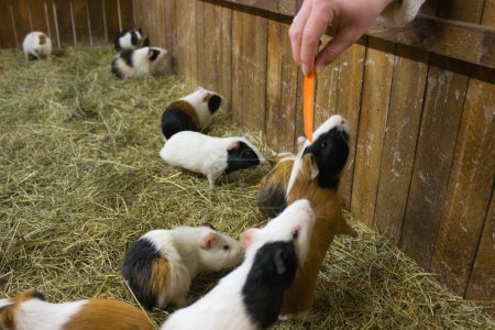 A group of guinea pigs eagerly reaches for a carrot treat offered by a human hand, illustrating their playful nature and interaction with humans.