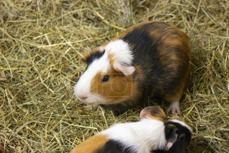 A tricolor guinea pig with a bold coat pattern stands alert on a bed of hay, while another guinea pig is seen in the foreground.