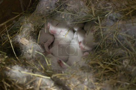 Ein herzerwärmendes Gedränge neugeborener Kaninchen, eingebettet in ein gemütliches Stroh-Nest, mit ihren zarten Zügen und ihrem weichen Fell, das in der sanften Umarmung hervorgehoben wird.