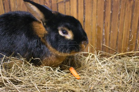 A black and tan rabbit contemplates a carrot on a bed of straw, within a rustic wooden enclosure.