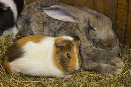 A small tricolor guinea pig snuggles up to a calm grey rabbit in a straw-filled enclosure, illustrating a peaceful interspecies friendship.