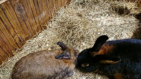 Ein Paar Kaninchen, ein schwarzes und ein braunes, teilen einen zarten Moment in ihrem gemütlichen, mit Stroh gefüllten Stall.