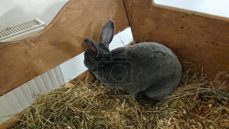 A curious grey rabbit with soft fur peers over straw in its wooden enclosure.