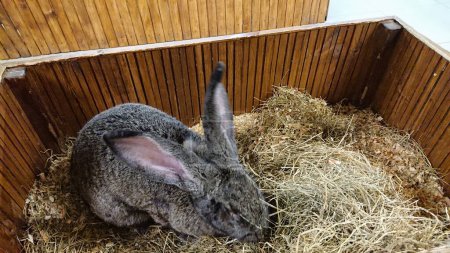 A large grey rabbit forages with keen interest among the straw of its spacious wooden hutch.