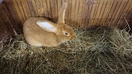 Ein braunes Kaninchen mit weichem Fell knabbert zufrieden an einer Karotte inmitten des Strohs seines Holzgeheges..