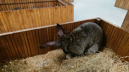 A large grey rabbit relaxes in the corner of a spacious hutch, a serene moment in a bed of straw.