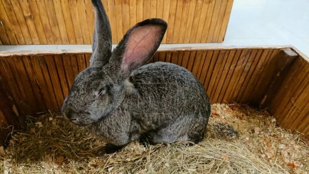 A stately grey rabbit with tall ears stands alert in the straw bedding of its spacious wooden hutch.