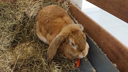 A brown lop-eared rabbit enjoys a crunchy carrot in the comfortable setting of its straw-filled hutch.