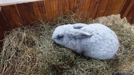 Photo for A silver rabbit is in deep slumber, curled up in a snug nest of straw within its wooden hutch. - Royalty Free Image