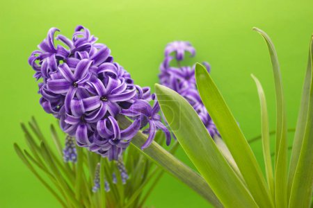 La llamativa imagen captura un exuberante jacinto, sus flores púrpuras reales formando un elegante racimo. La flor se mantiene alta con sus flores en forma de campana, sobre un fondo verde uniforme que resalta los colores vivos y la textura aterciopelada del jacinto.