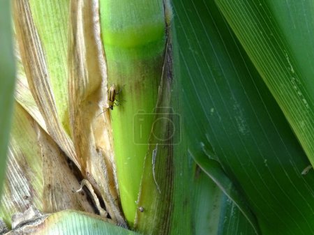 Téléchargez les photos : Diabrotica est un ravageur du maïs dans le milieu naturel, gros plan - en image libre de droit