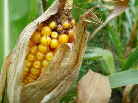 Plantas de maíz dañadas en el campo, pérdidas de cultivos, plagas y enfermedades en la mazorca de maíz