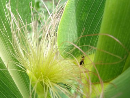 Téléchargez les photos : Diabrotica is a pest in corn fields in the natural environment - en image libre de droit