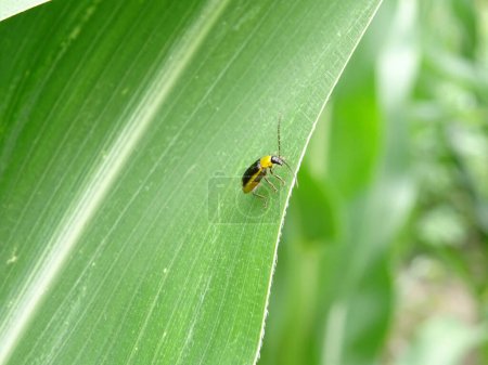 Téléchargez les photos : Diabrotica is a pest in corn fields in the natural environment - en image libre de droit