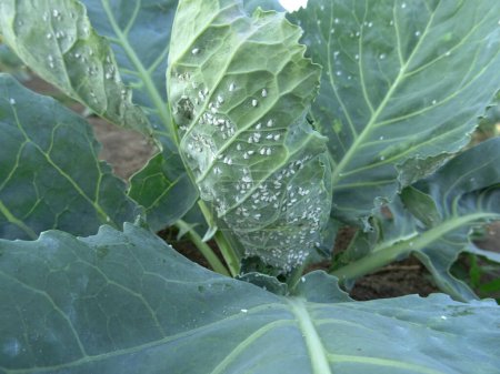 Pests of plants, whitefly on cabbage in the field