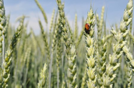 Foto de Ripe ears of corn in the field, pests on the ears, Anisoplia austriaca destroys the crop, agriculture in natural conditions - Imagen libre de derechos