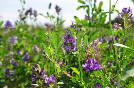 Foto de Alfalfa flowers for growing seeds, alfalfa in a field with flowers, background - Imagen libre de derechos