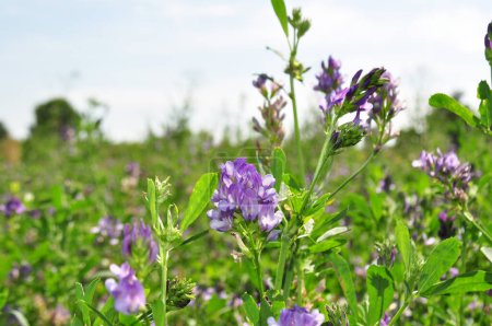 Téléchargez les photos : Alfalfa flowers for growing seeds, alfalfa in a field with flowers, background - en image libre de droit