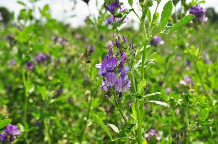 Téléchargez les photos : Alfalfa flowers for growing seeds, alfalfa in a field with flowers, background - en image libre de droit
