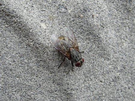 A large fly in natural conditionsclose-up on gray concrete