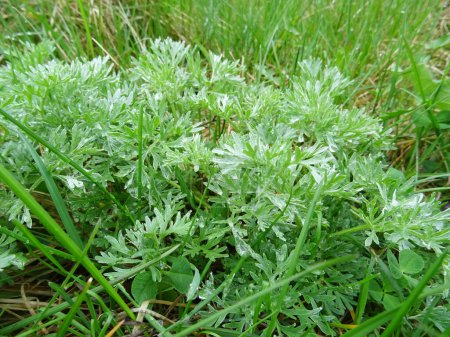 Wormwood in natural conditions, bitter medicinal plant close-up in the field
