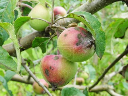 Photo for Spoiled apple fruits in orchard, Dothideales on apple tree, crop loss close-up - Royalty Free Image