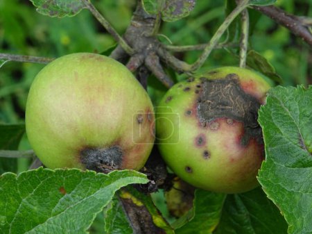Photo for Spoiled apple fruits in orchard, Dothideales on apple tree, crop loss close-up - Royalty Free Image