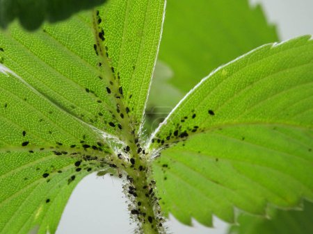 Aphids on strawberry leaves, pests of agricultural crops on the plant close-up, destruction of aphids
