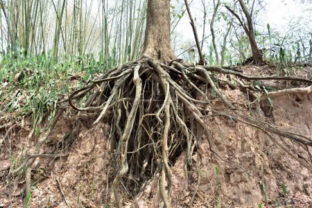 Baum mit verdrehten Wurzeln in Asien.