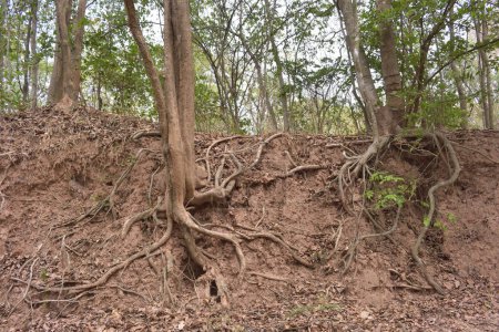 Baum mit verdrehten Wurzeln in Asien.